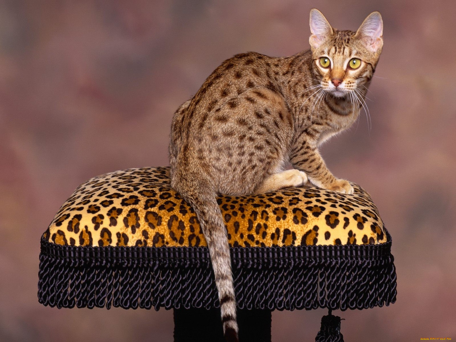 Порода кошек д. Бенгальская Саванна кошка. Оцикет мраморный. Оцикет полосатый. Оцикет кошка.
